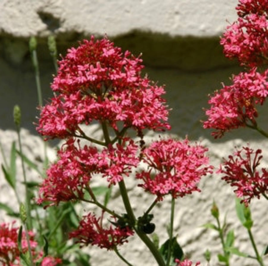 Centranthus Ruber Red Valerian One Gallon Size Healthy Harvesters