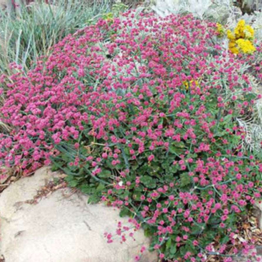 Eriogonum Grande var. Rubescens San Miguel Island Buckwheat One Gallon Size Healthy Harvesters