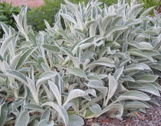 Stachys Byzantina Lambs Ear Plant One Gallon Size Healthy Harvesters