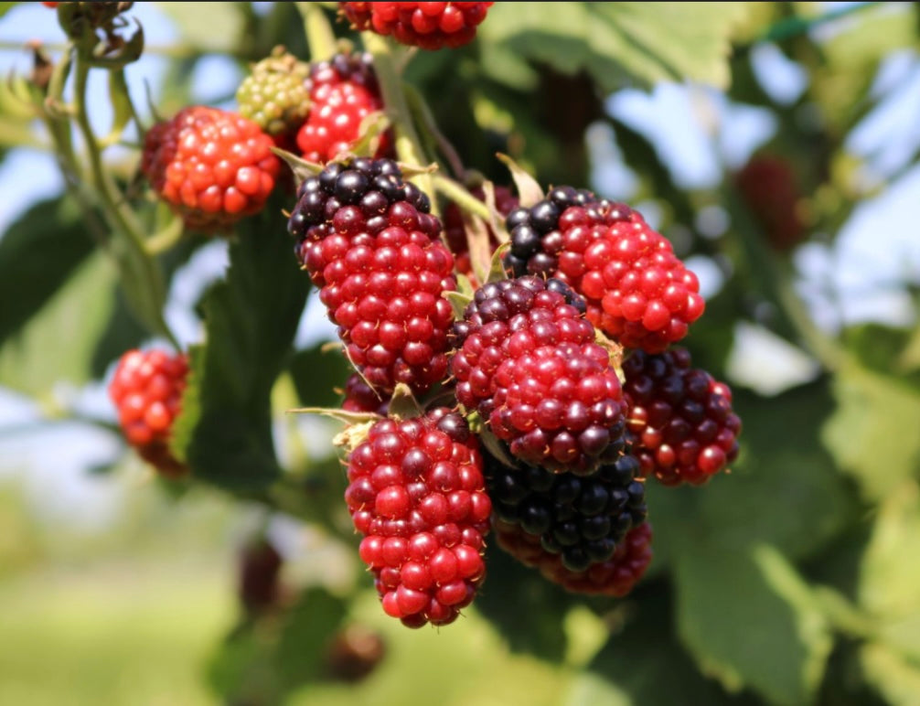 Rubus Fruticosus Black Satin Blackberry One Gallon Size Healthy Harvesters