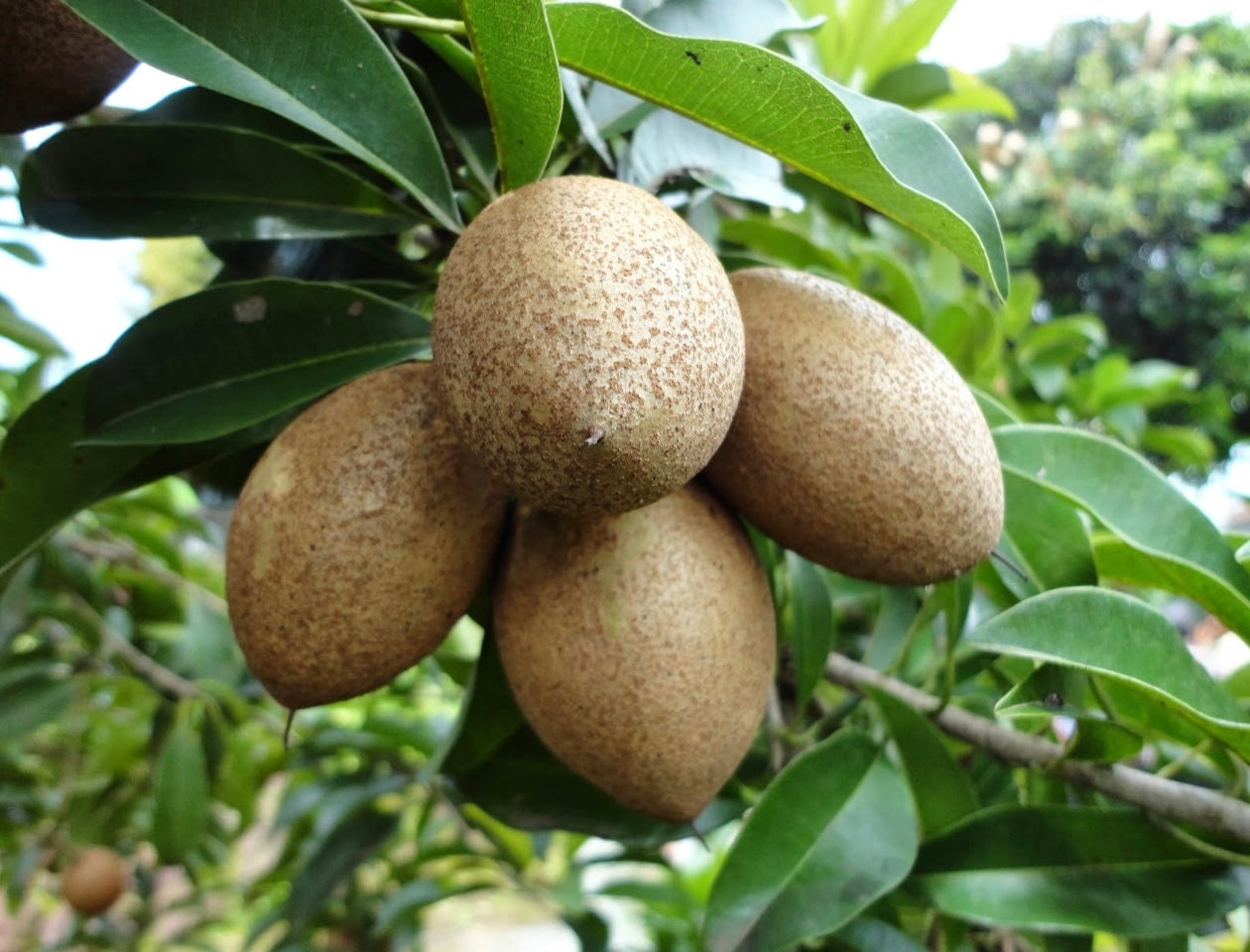 Sapodilla Manilkara zapota Fruit Tree Seedling
