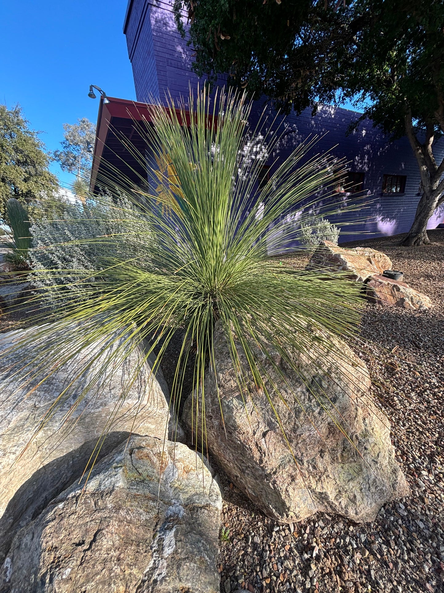 Mexican Grass Tree