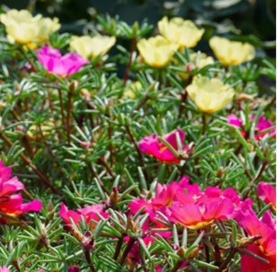 Portulacaria Oleracea Purslane One Gallon Size Healthy Harvesters