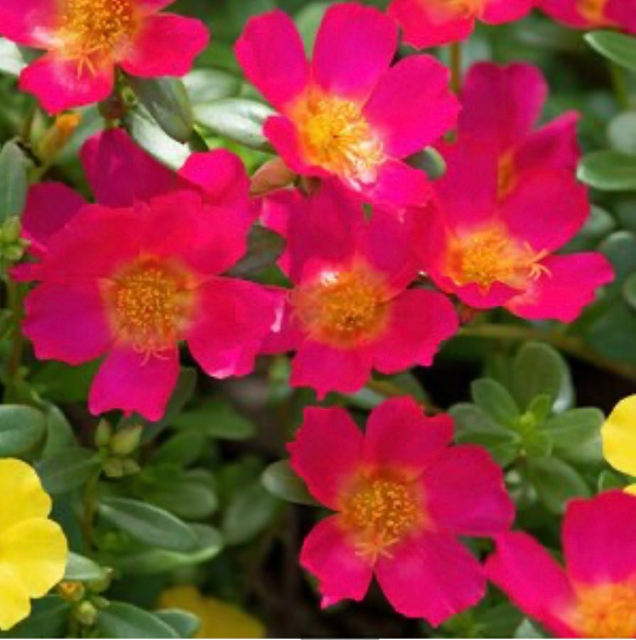 Portulacaria Oleracea Purslane One Gallon Size Healthy Harvesters