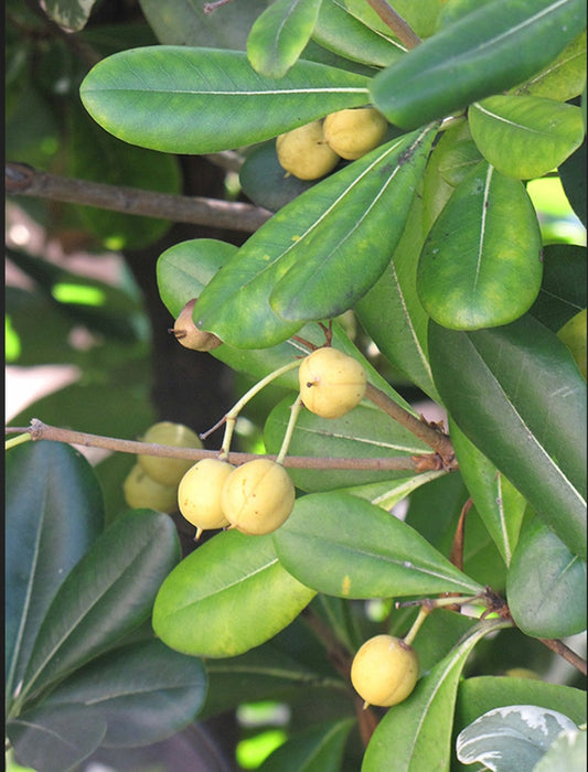 Pittosporum Tobira Wheeler Mock Orange One Gallon Size Healthy Harvesters