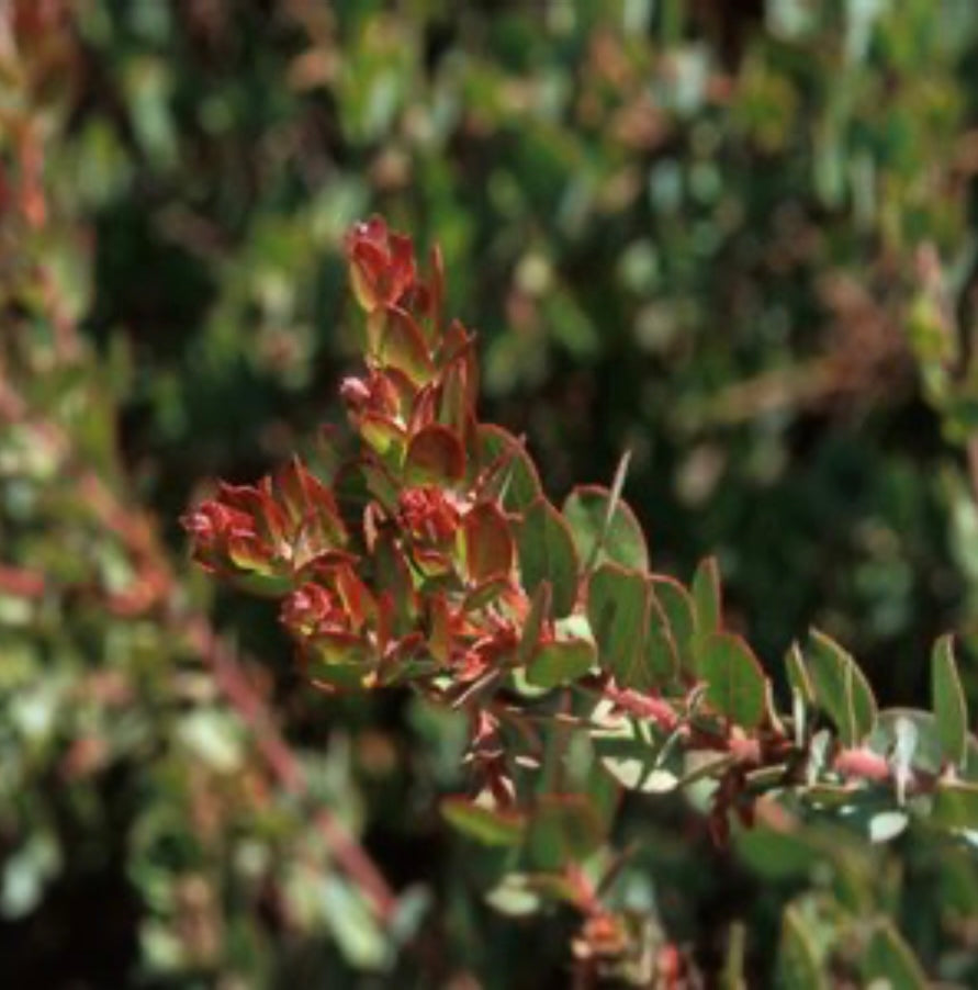 Arctostaphylos X John Dourley Manzanita One Gallon Size Healthy Harvesters