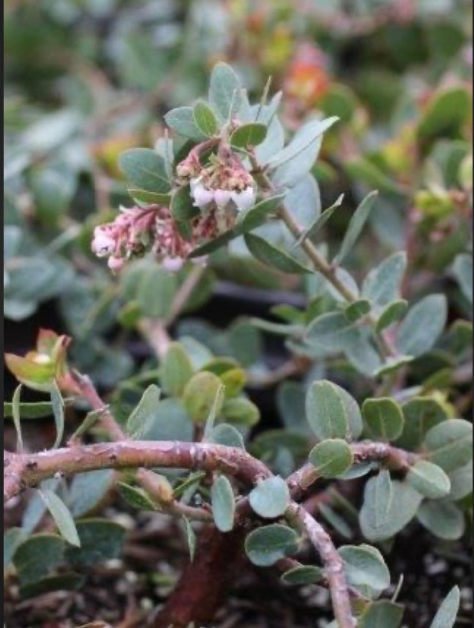 Arctostaphylos X John Dourley Manzanita One Gallon Size Healthy Harvesters