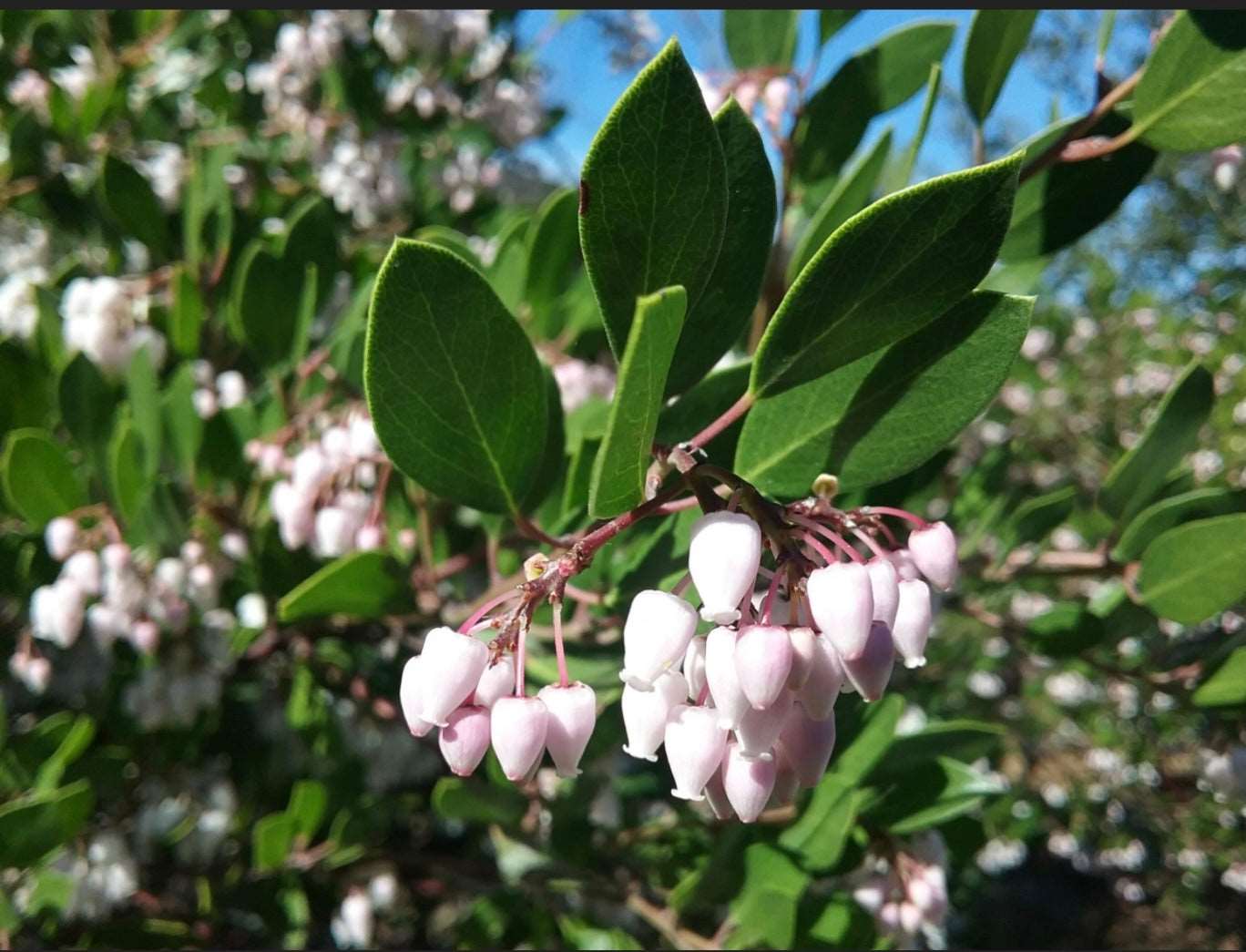 Arcostaphylos Densiflora McMinn Manzanita One Gallon Size Healthy Harvesters