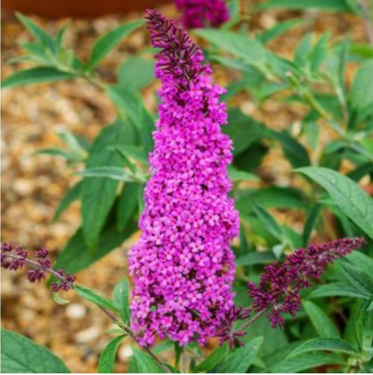 Buddleia Davidii Buzz Tobudpipur Purple Butterfly Bush One Gallon Size Healthy Harvesters