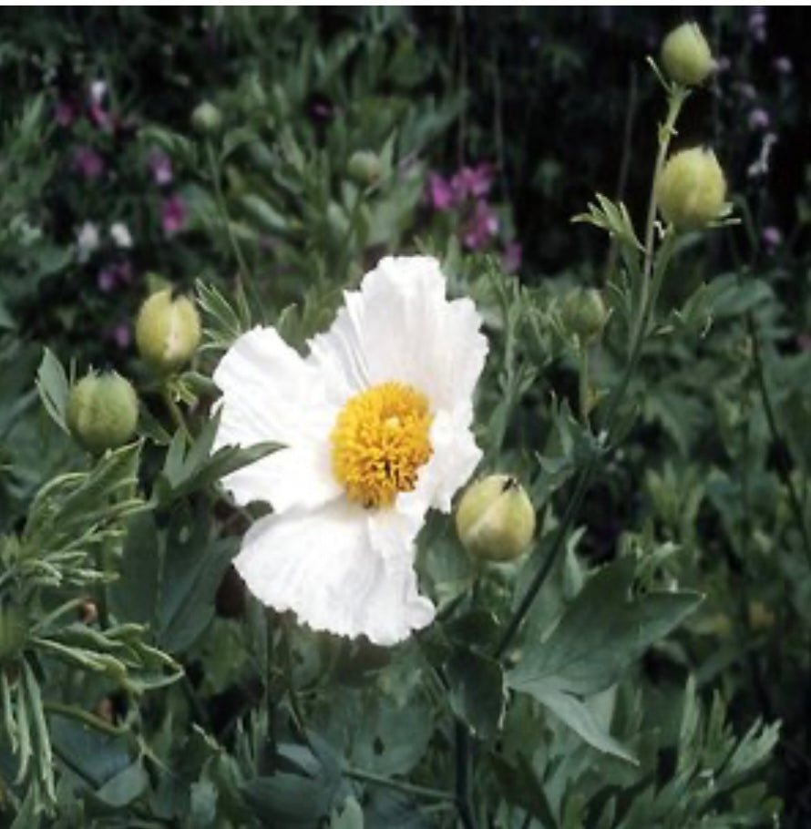 california tree poppy romneya coulteri