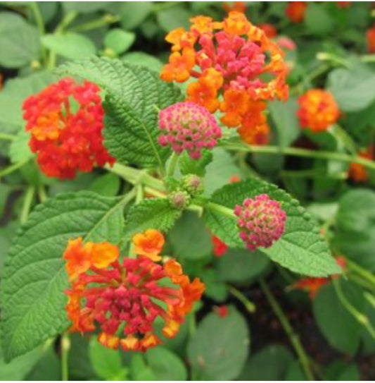 Lantana Camara Dallas Red Lantana One Gallon Size Healthy Harvesters