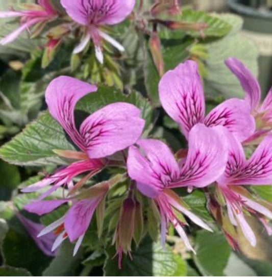 Pelargonium Cordifolium Heart-Leaved Geranium One Gallon Size Healthy Harvesters