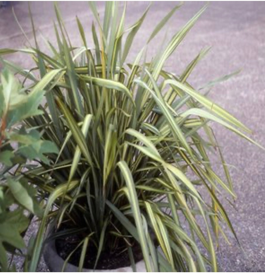 Phormium Tenax Apricot Queen New Zealand Flax One Gallon Size