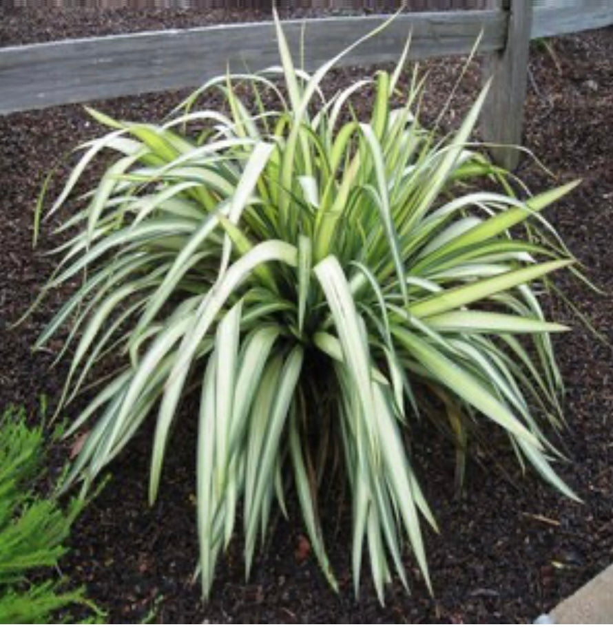 Phormium X Yellow Wave New Zealand Flax Plant One Gallon Healthy Harvesters