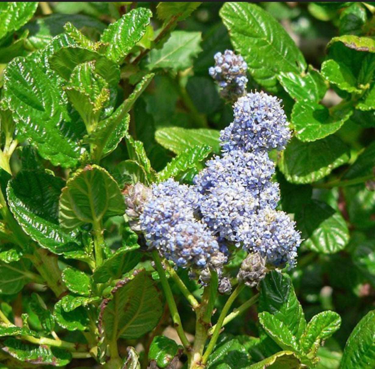 Ceanothus Griseus var. Horizontals Yankee Point Carmel Mountain Lilac One Gallon Size Healthy Harvesters