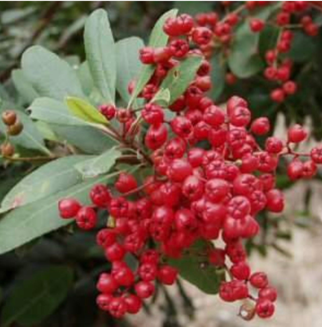 Toyon Christmas Berry Heteromeles arbutifolia Plant