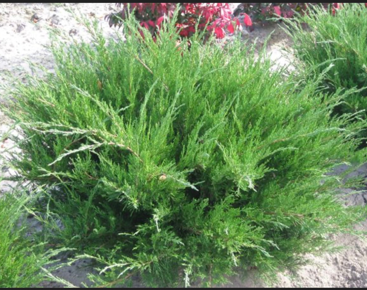 Juniperus X Pfitzeriana Sea Green Chinese Juniper One Gallon Size