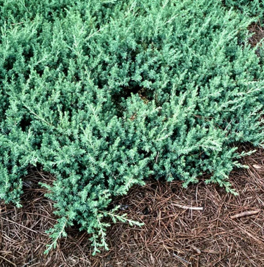 Junipers Conferta Shore Juniper One Gallon Size Healthy Harvesters