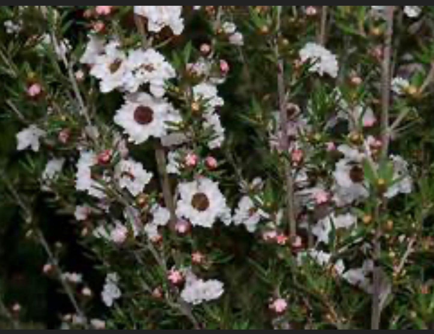 Leptospermum Scoparium Snow White New Zealand Tea Tree Five Gallon Size