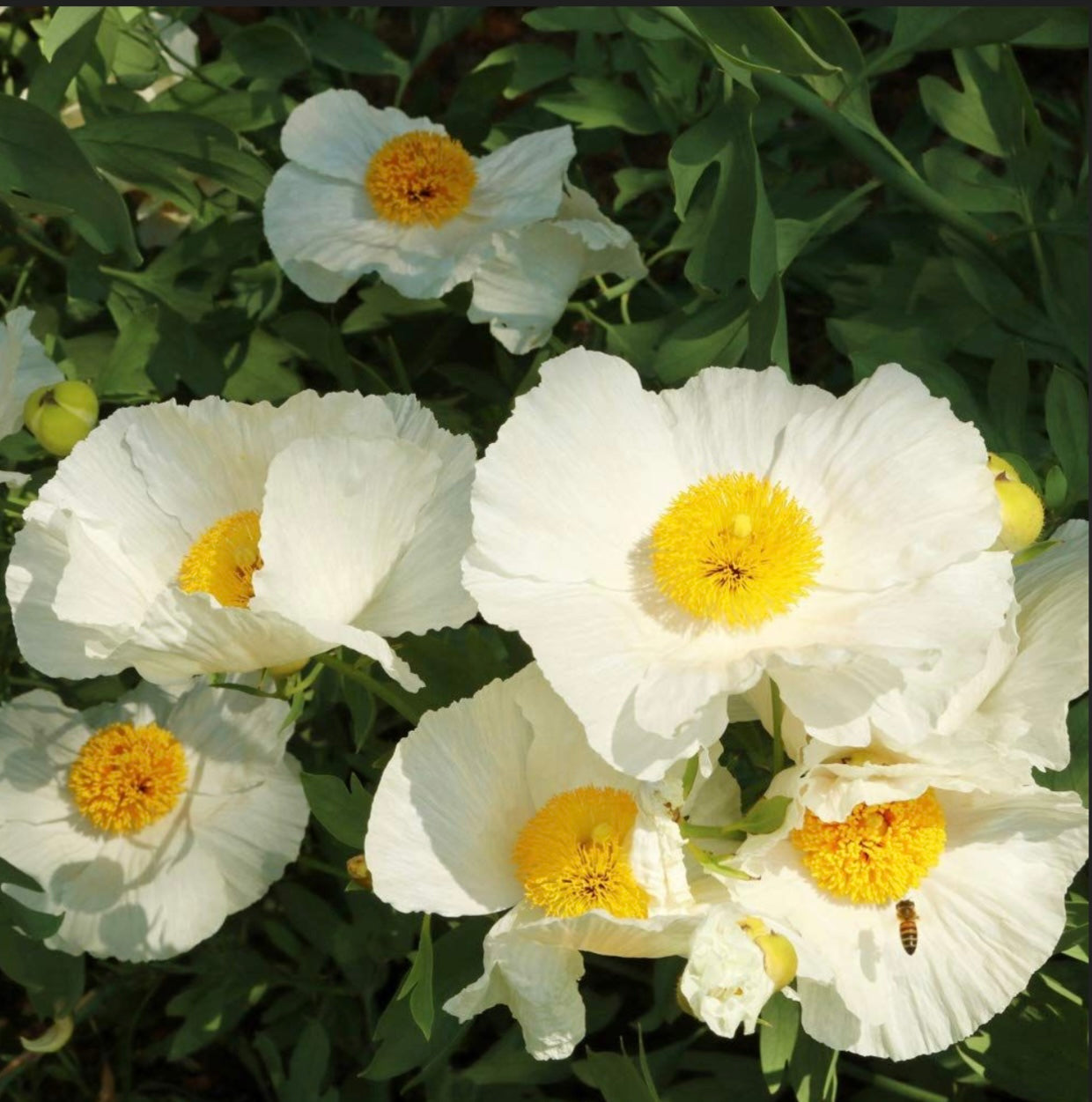 Romney Coulteri Tree Poppy