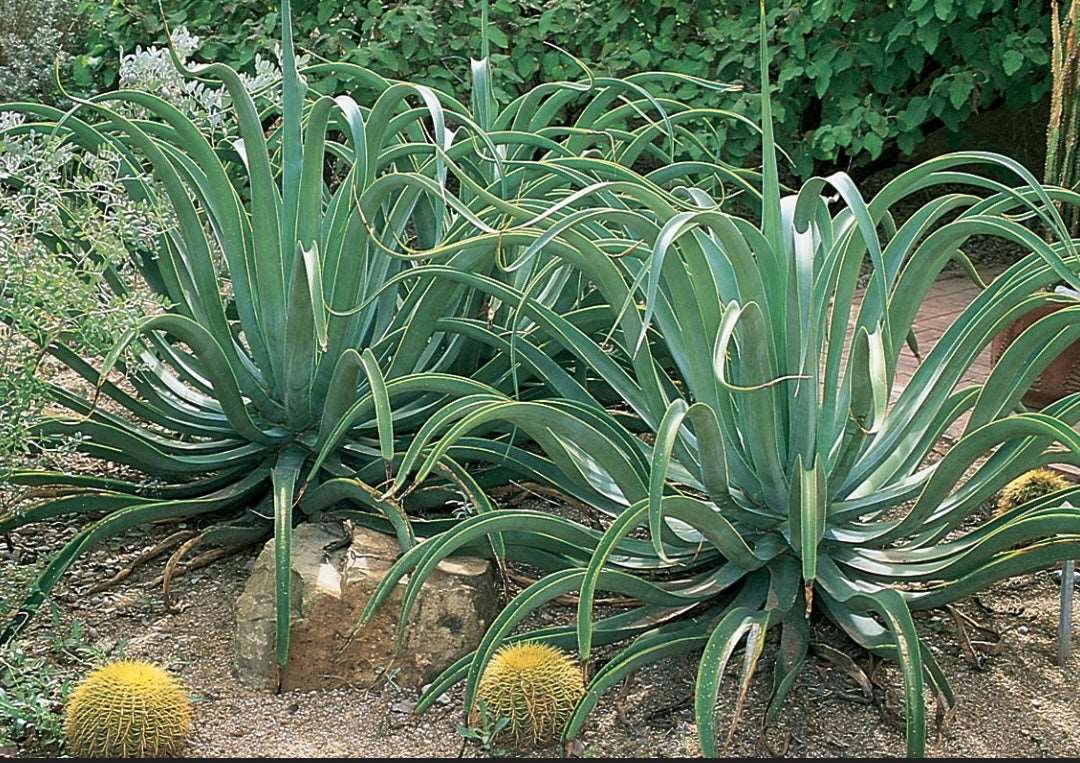 Agave Vilmoriniana Octopus Agave One Gallon Size Healthy Harvesters