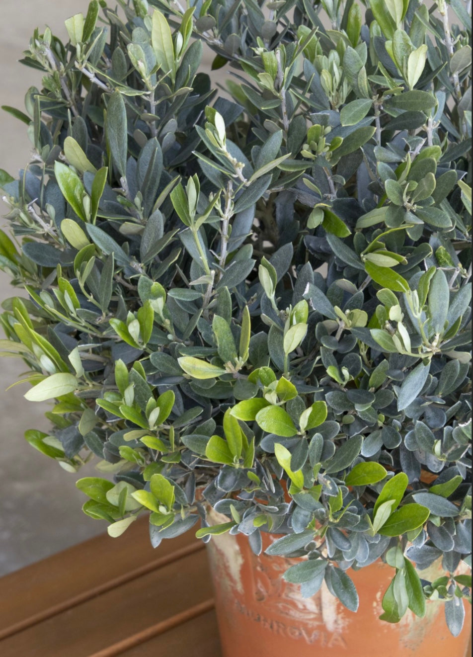 Olea Europaea Montra Little Ollie Dwarf Olive  Plant One Gallon Size