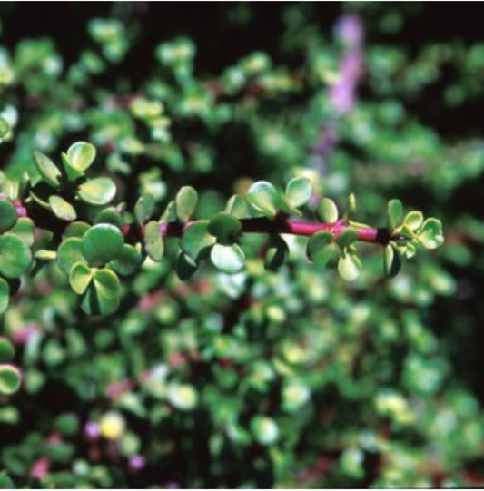 Portulacaria Afra Prostrata Purslane One Gallon Size Healthy Harvesters