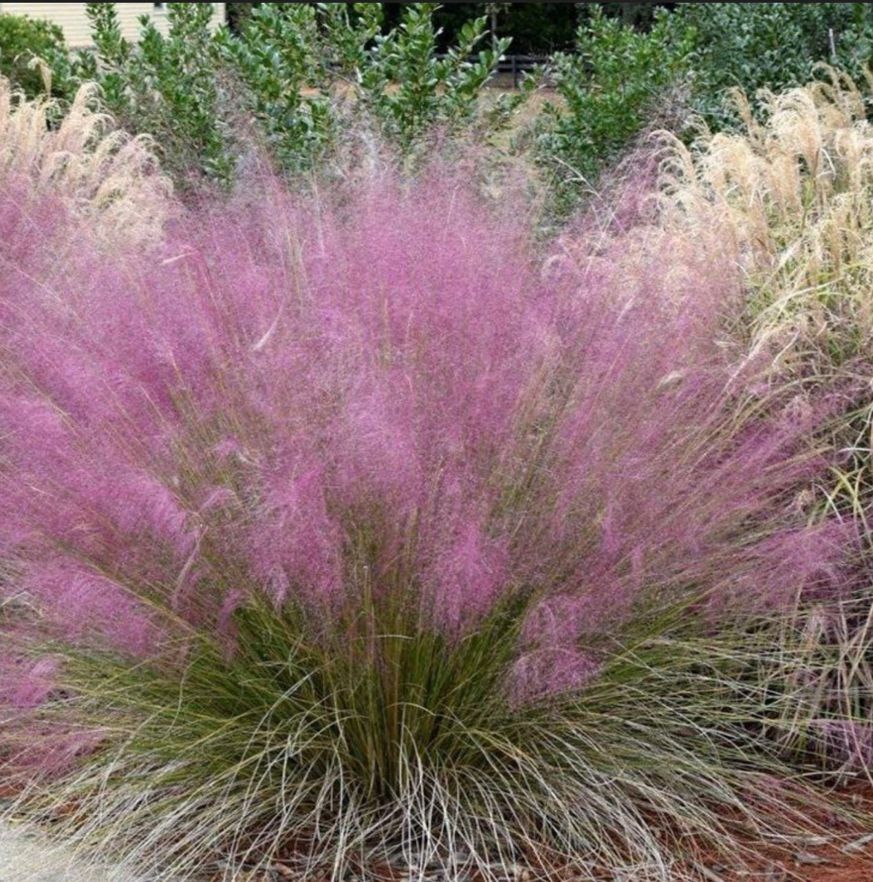Muhlenbergia Capillaris Pink Muhly Grass One Gallon Size