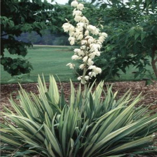 Yucca Filamentosa Golden Sword Spanish Bayonet Plant One Gallon Size Healthy Harvesters