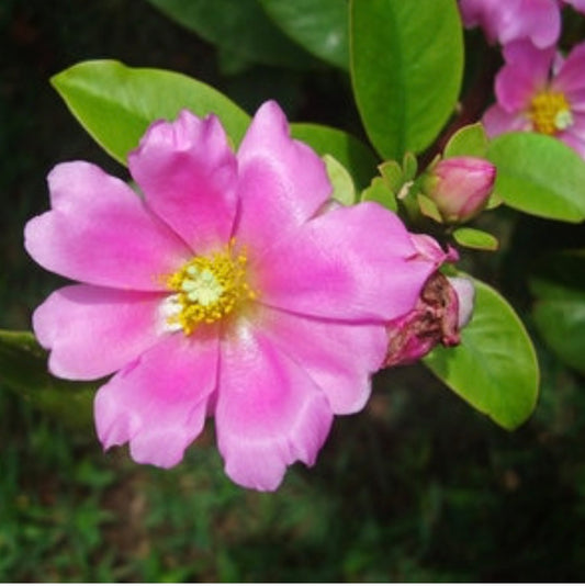 Pereskia Grandifolia var. Violacea Rose Cactus Plant One Gallon Size Healthy Harvesters