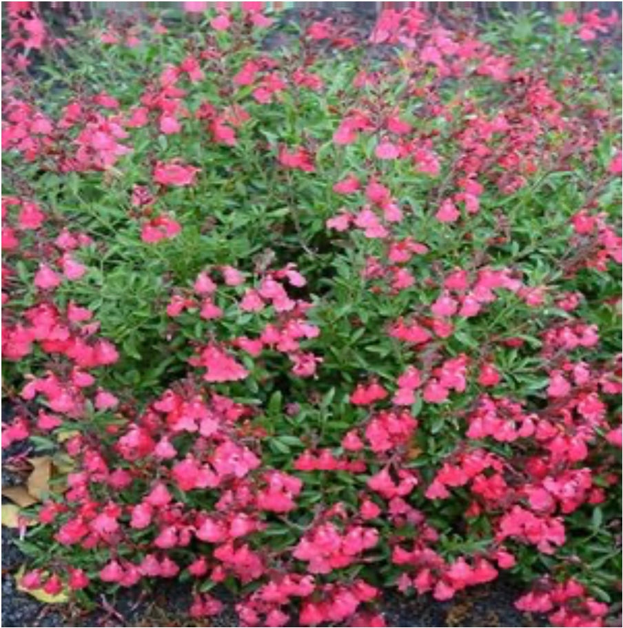 Lipstick Sage Plant Flowers