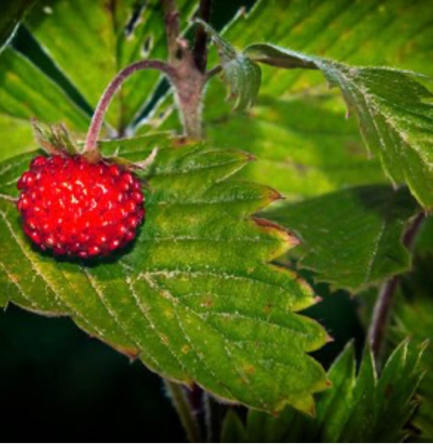 Fragaria Virginiana Wild Strawberry