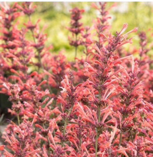 Agastache X Kudos Kudos Coral Hyssop One Gallon Size Healthy Harvesters