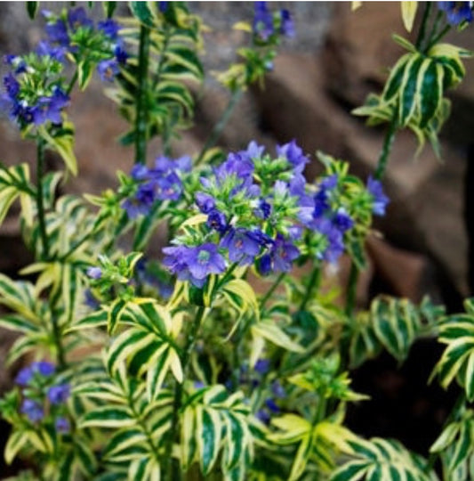 Polemonium Caeruleum Brise DAniou Jacobs Ladder Plant One Gallon Size Healthy Harvesters