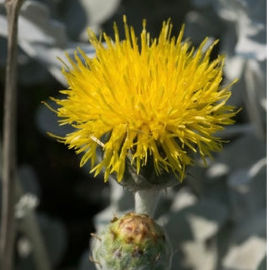 Centaurea Ragusina Dusty Miller Plant One Gallon Size Healthy Harvesters