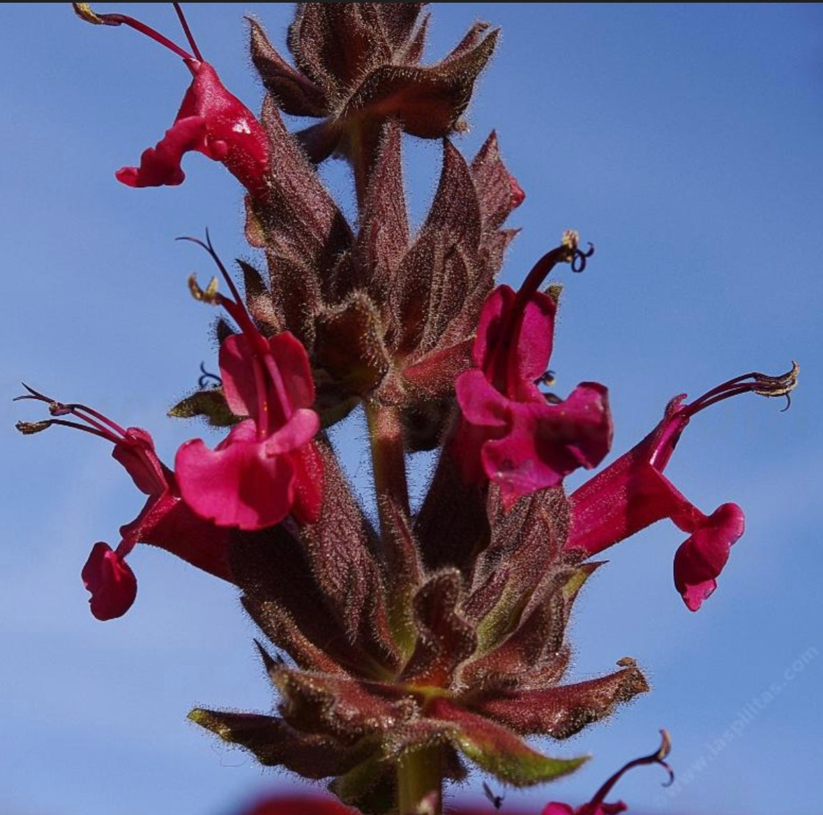 Salvia Spathacea Hummingbird Sage Flower 