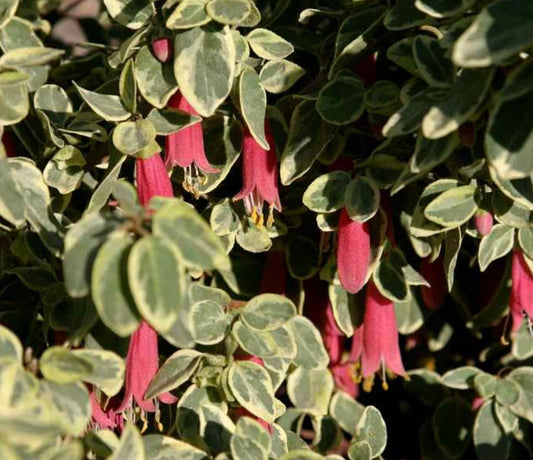 Correa Wyns Wonder Variegated Australian Fuchsia Healthy Harvesters