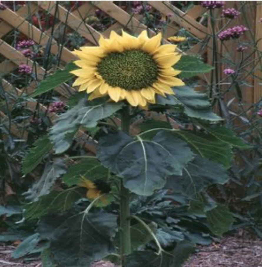 Helianthus Annuus Sunflower Plant Healthy Harvesters