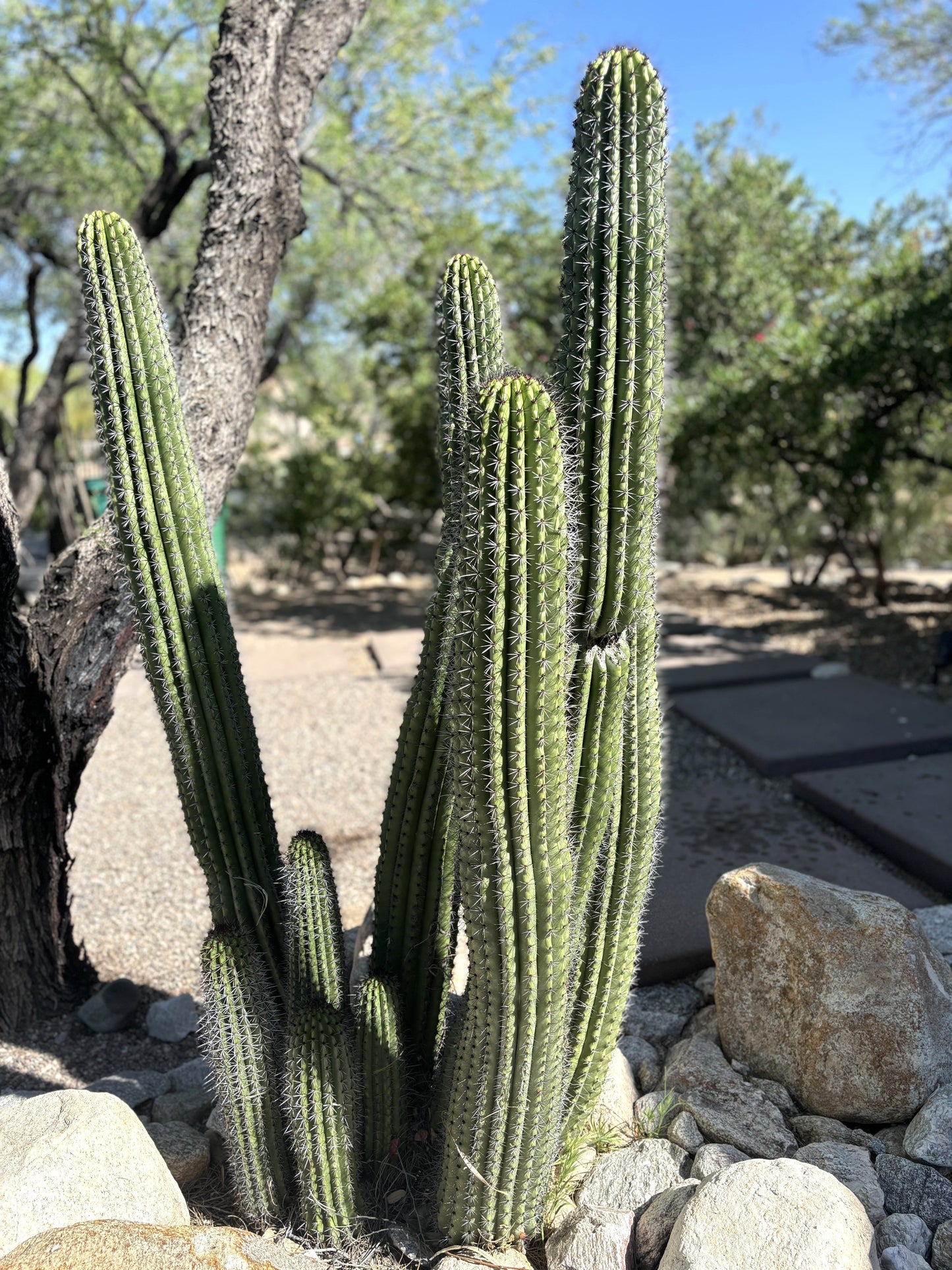 Organ Pipe