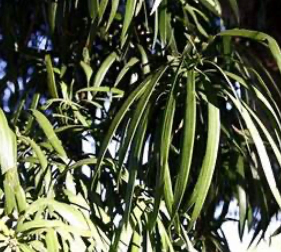 Podocarpus Henkel Yellowwood Plant Five Gallon Size