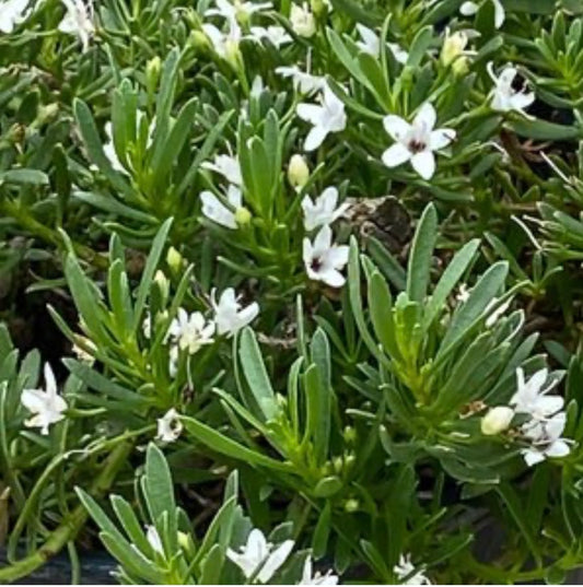 Myoporum Parvifolium White Creeping Myoporum Plant One Gallon Healthy Harvesters