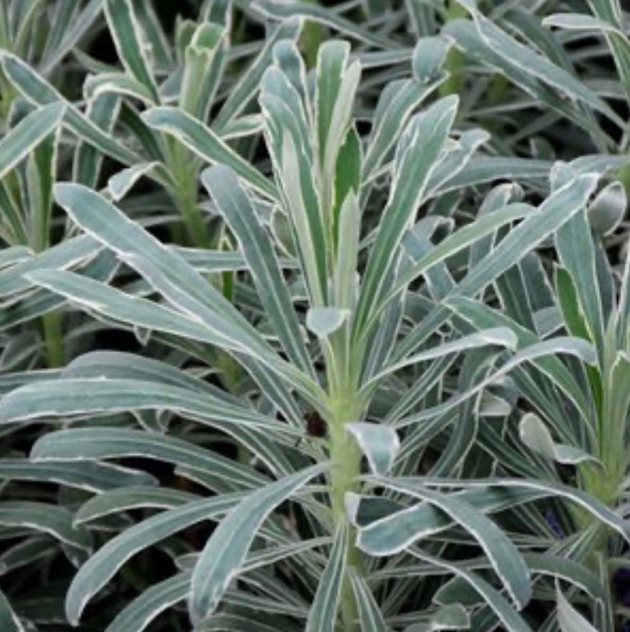 Euphorbia Characias ssp. Wulfenii Sahara Glacier Blue Spurge Plant One Gallon