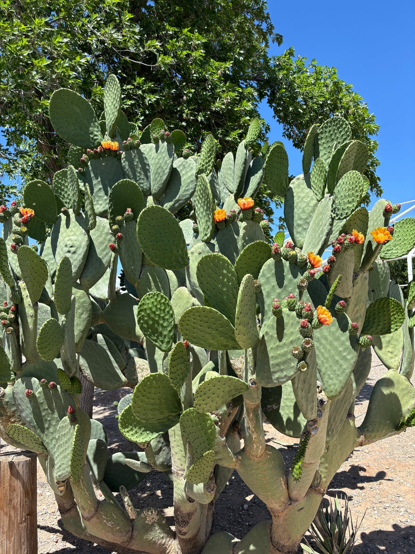 Nopal