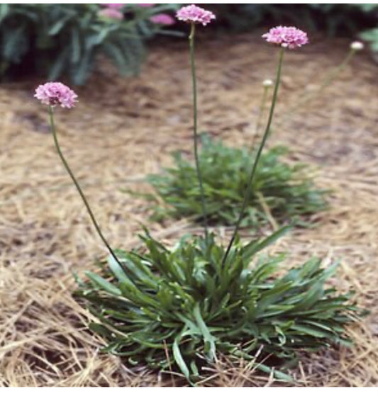 Armeria Maritima Splendens Sea Thrift Plant One Gallon Healthy Harvesters