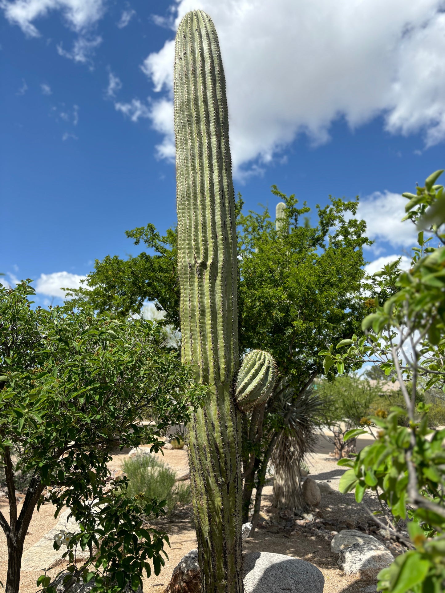 South American Saguaro