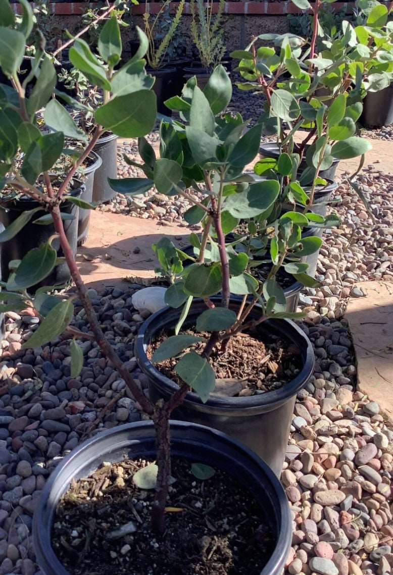 Arctostaphylos manzanita Dr. Hurd Manzanita Tree One Gallon 