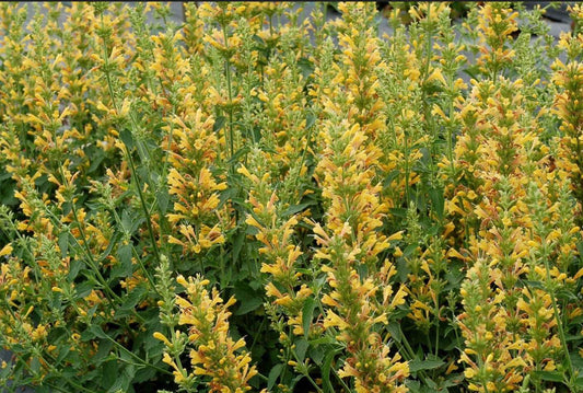 Agastache X Kudos Kudos Yellow Hyssop Plant One Gallon Healthy Harvesters