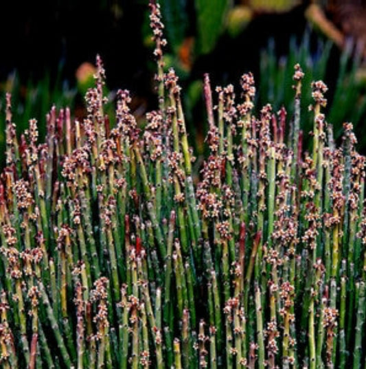 Euphorbia Antisyphilitica Candelilla Plant One Gallon Healthy Harvesters