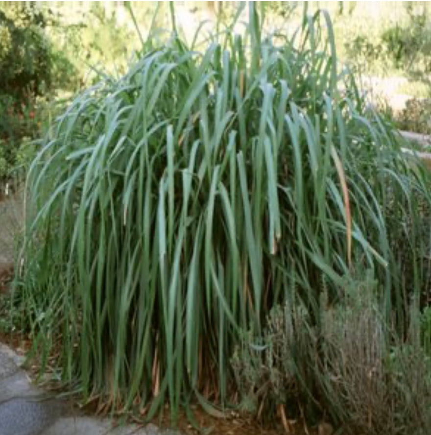 Cymbopogon Citratus Lemon Grass One Gallon Size Healthy Harvesters