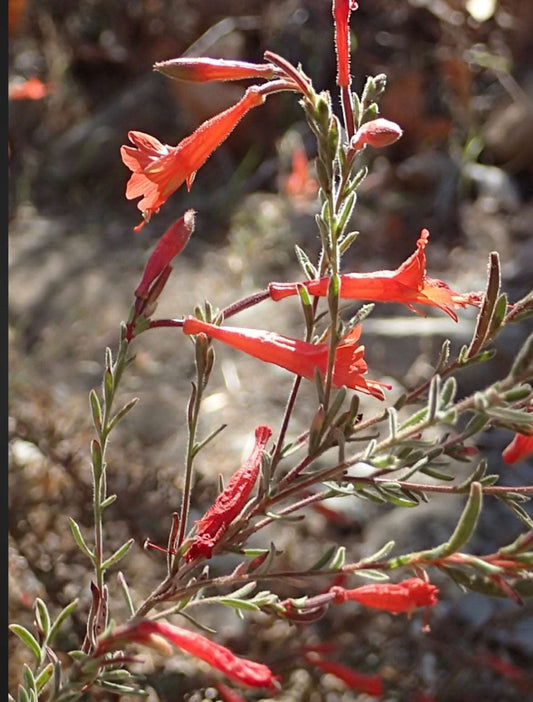 Epilobium Canum ssp. Canum California Fuchsia Plant One Gallon Healthy Harvesters